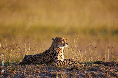 Beautiful Cheetah lying in the bush