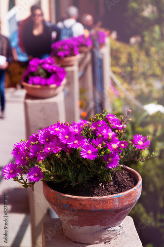 Wallpaper Mural Purple flowers in flowerpot on town promenade. Torontodigital.ca