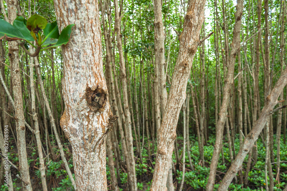 Landscape of Wood  at mangrove forest