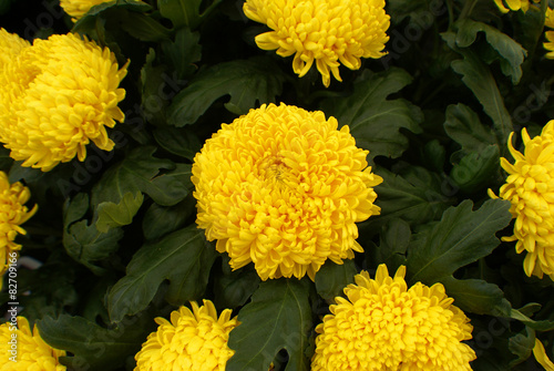 yellow chrysanthemum flowers photo