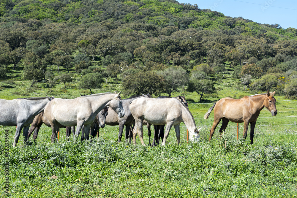 Herd of horses in a meadow