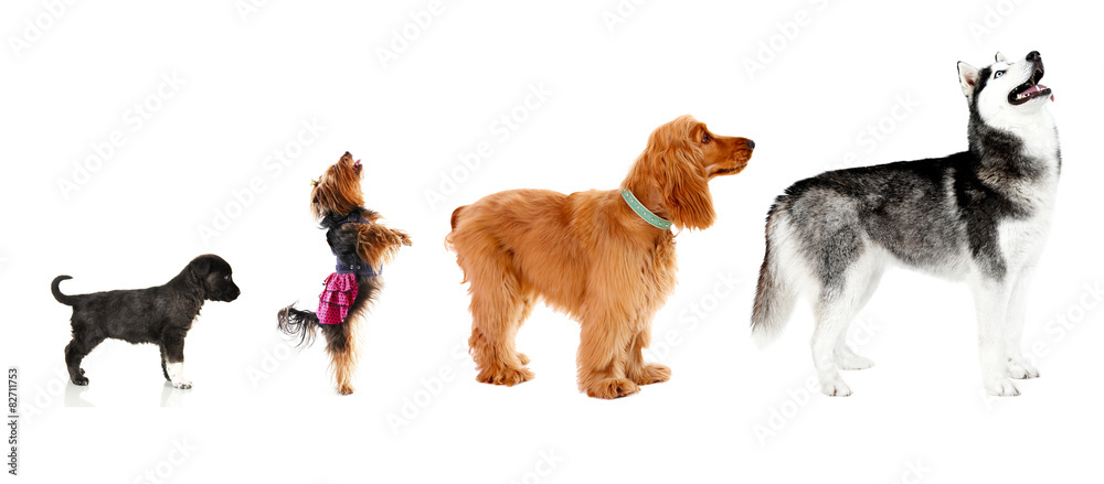 Fototapeta premium Group of dogs different sizes in row, isolated on white