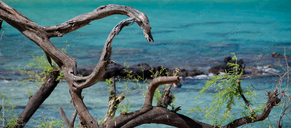 Fototapeta premium Dark dry wood pieces in front of gorgeous turquoise water of Bea