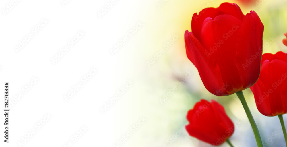 Wunderschöne Tulpen Wunderschöne Tulpen