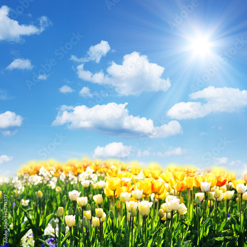 Fototapeta Naklejka Na Ścianę i Meble -  Wunderschöne Tulpen