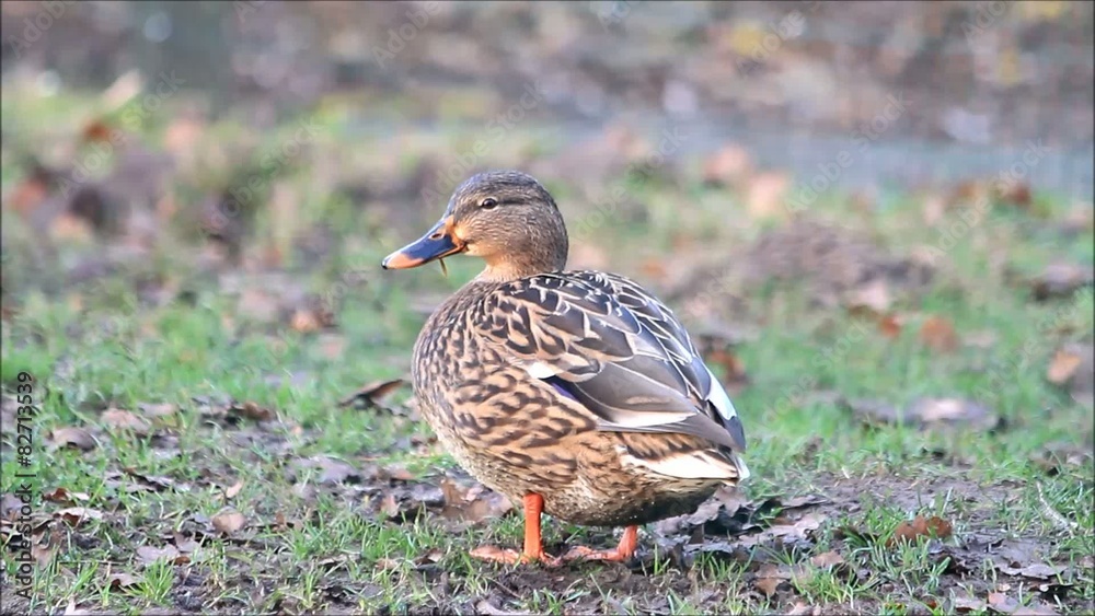 Stockente weiblich allein in der Natur
Stockente weiblich allein in der Natur