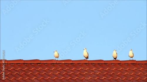 Möwen sitzen auf rote Dachziegeln 

  photo