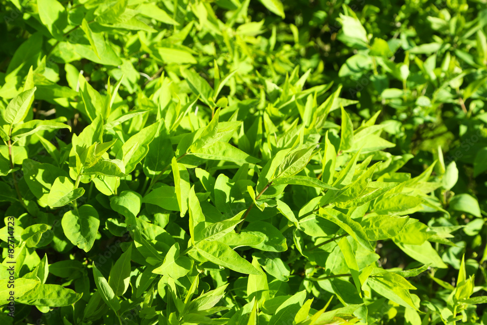 Beautiful green bush close up Beautiful green bush close up