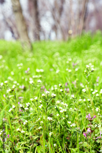 Fototapeta Naklejka Na Ścianę i Meble -  Beautiful green field with small flowers outdoors