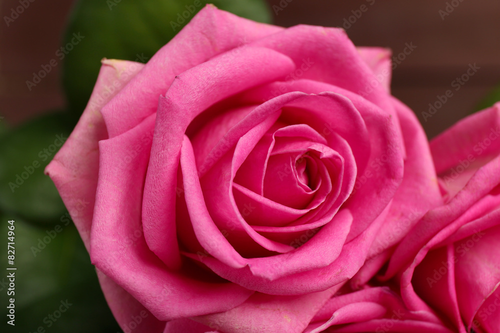 Beautiful pink roses close up Beautiful pink roses close up
