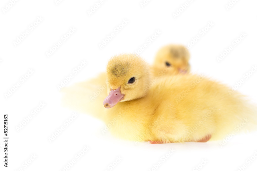 Close up small duckling isolated on white Close up small duckling isolated on white