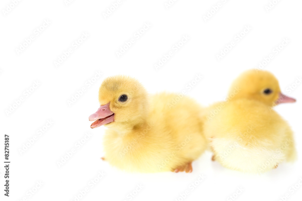 Close up small duckling isolated on white Close up small duckling isolated on white