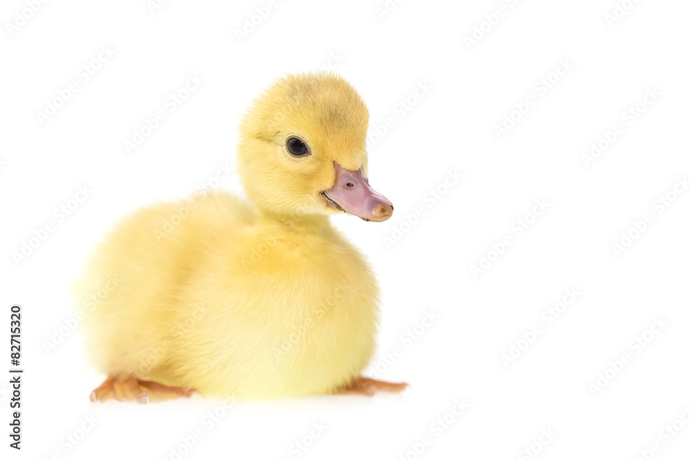 Close up small duckling isolated on white Close up small duckling isolated on white