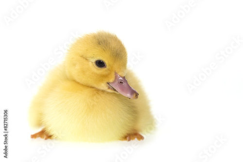 Close up small duckling isolated on white