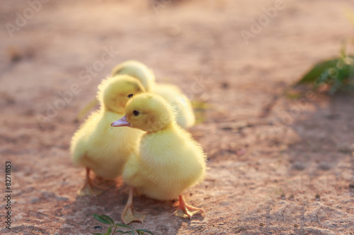 Close up small duckling on the ground © SKT Studio
