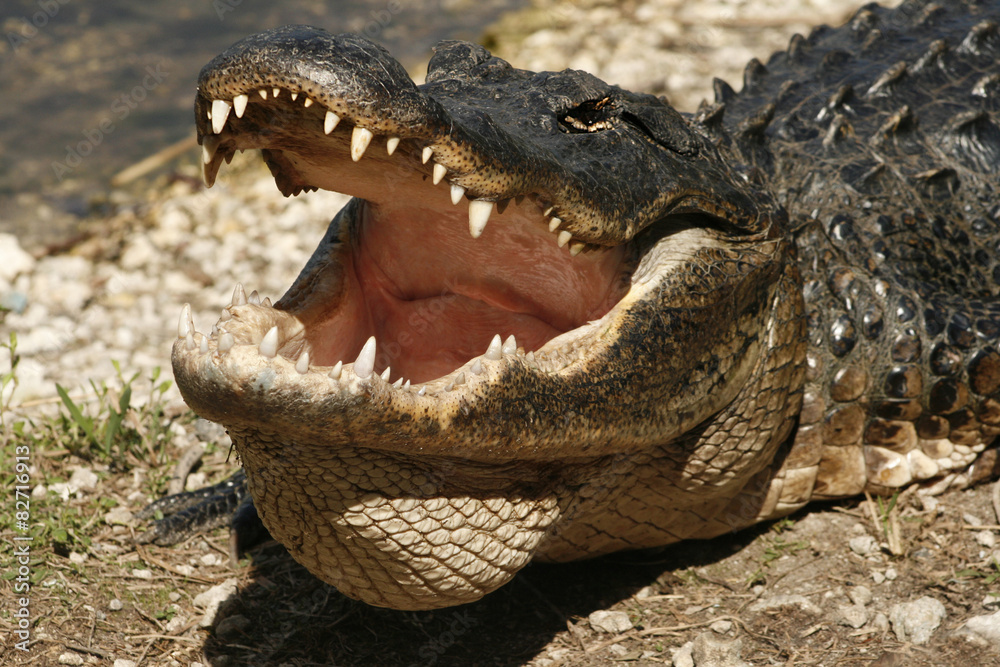 Naklejka premium Alligator with mouth open in the Everglades of Florida.