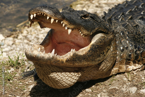 Alligator with mouth open in the Everglades of Florida. 