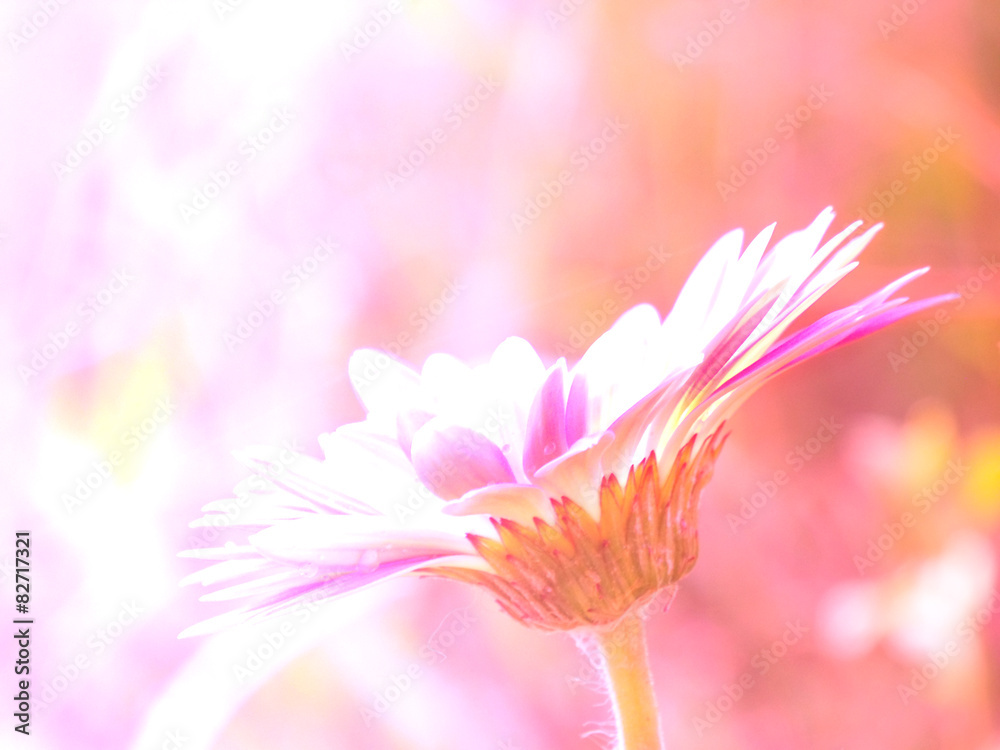 beautiful flowers made with color filters
