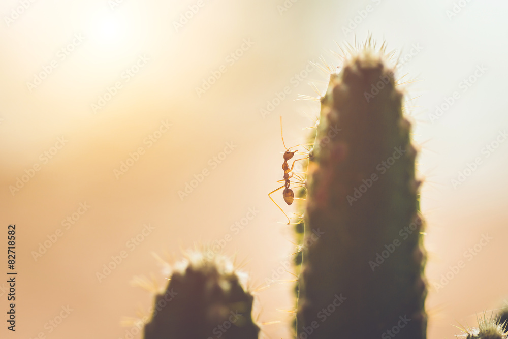 Naklejka premium Red ant on cactus with vintage style picture