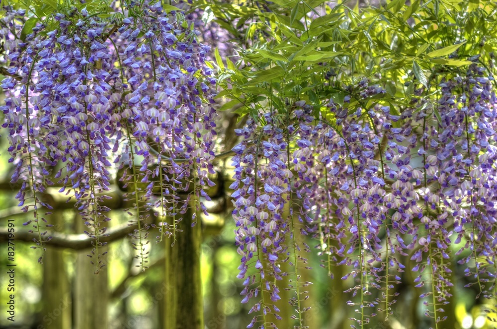 Obraz premium 藤の花