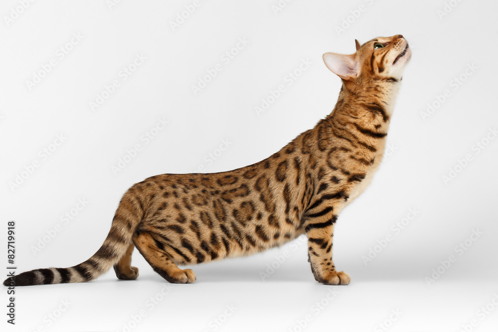 Bengal Cat Raising up on White background Bengal Cat Raising up on White background