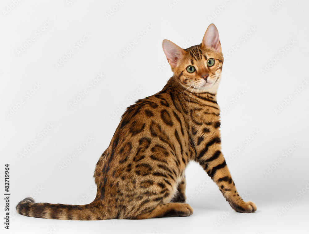 Obraz premium Bengal Cat on White background and Looking in camera