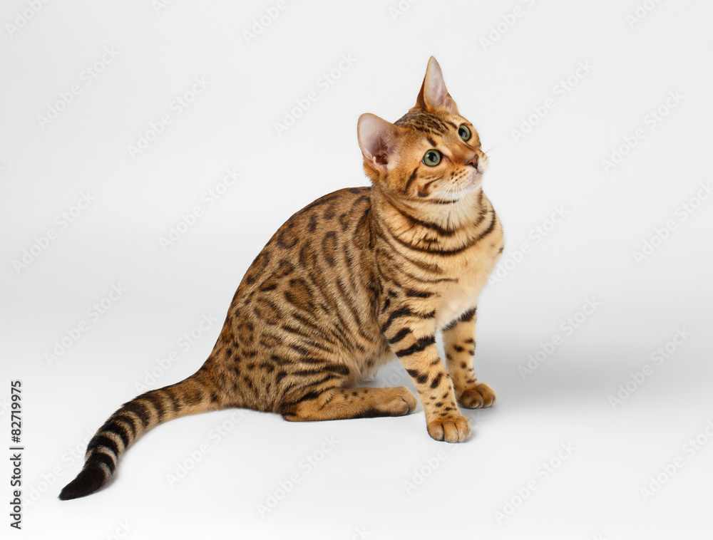 Fototapeta premium Bengal Cat on White background and Looking up