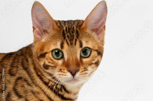 Close-up Bengal Cat Looking in Camera on White