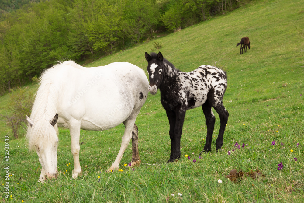 Fototapeta premium Cavalli selvatici al pascolo in montagna