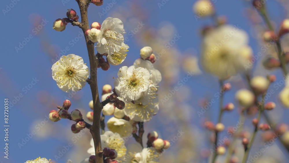 White Plum Flowers,in Kogani Park,Tokyo,Japan.Filmed in 4K. White Plum Flowers,in Kogani Park,Tokyo,Japan.Filmed in 4K.