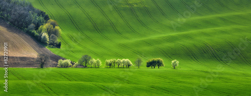 panorama of field waves with blossoming trees