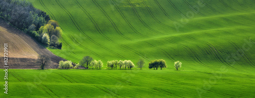 panorama of field waves with blossoming trees photo