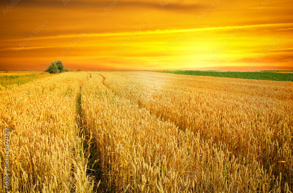 Fototapeta premium sunset over wheat field