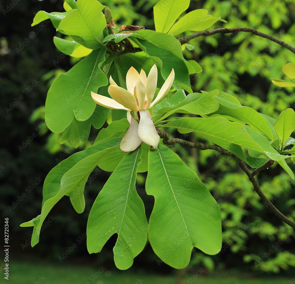 Fototapeta premium fleur du magnolia officinalis