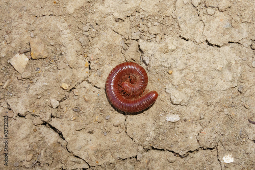 The millipede
