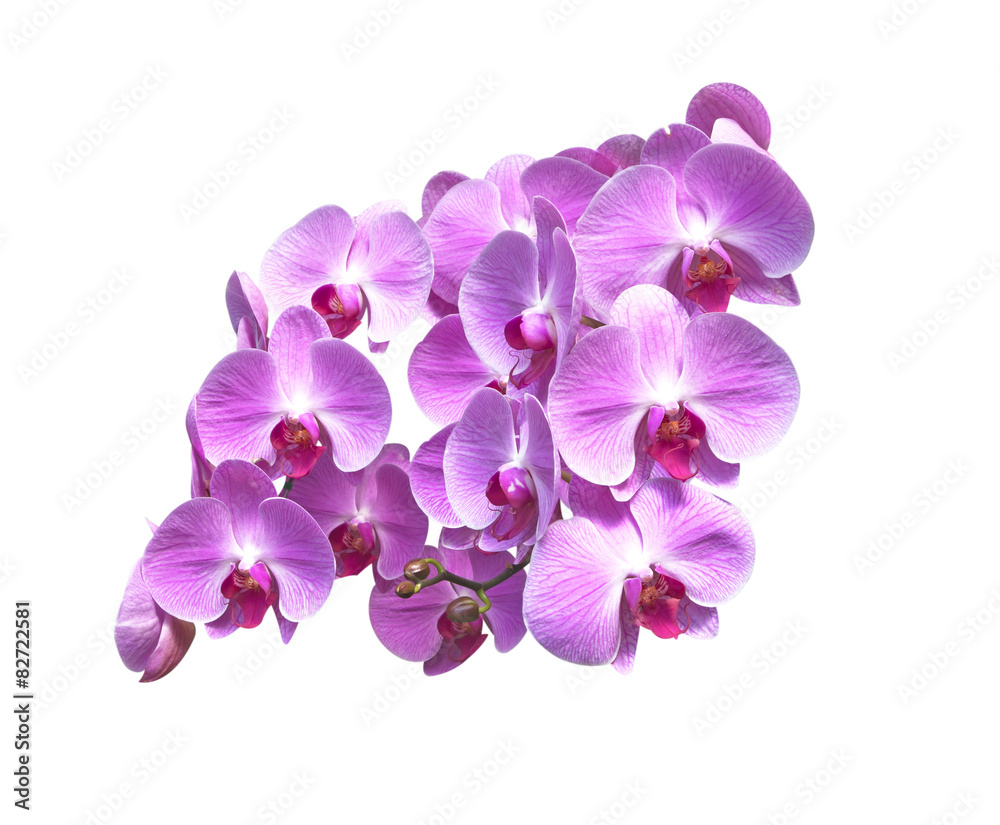 Orchid flowers