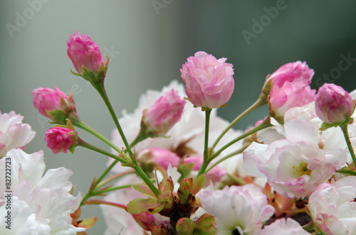 八重桜 © mpv1988