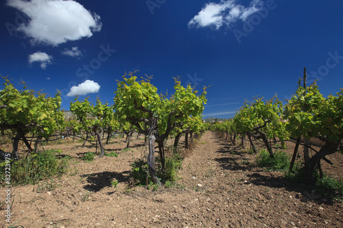 Beautiful Mediterranean vineyard against the blue sky 