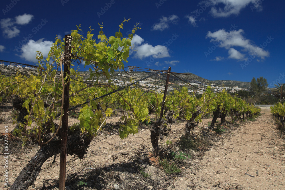 Beautiful vineyard in spring against a blue sky Beautiful vineyard in spring against a blue sky