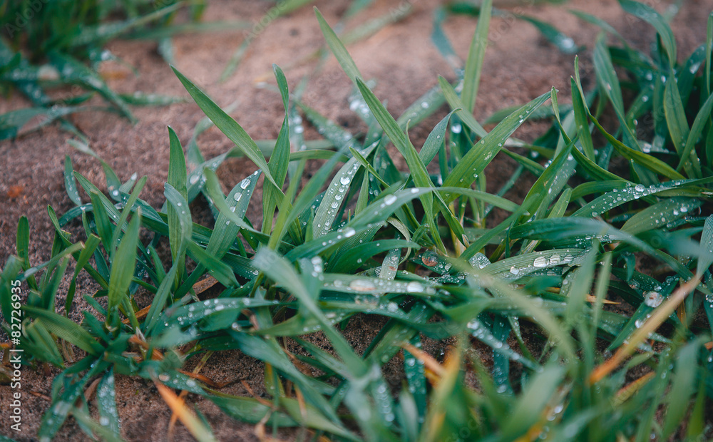 Wheatgrass Wheatgrass