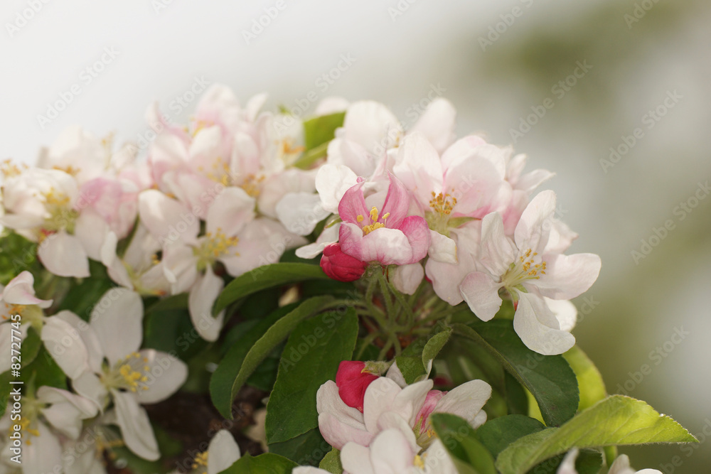 Apple blossoms