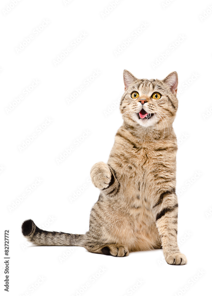 Naklejka premium Portrait of a cute playful cat Scottish Straight