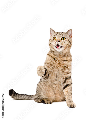 Portrait of a cute playful cat Scottish Straight