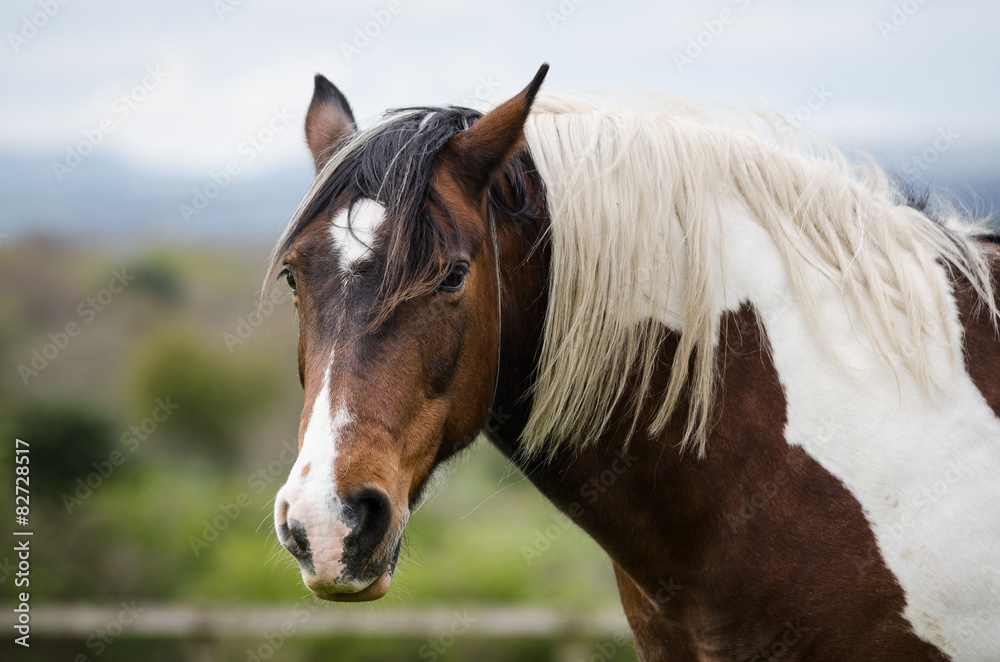 Obraz premium Horse Profile