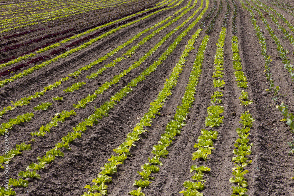 Rows of small salad on a field Rows of small salad on a field
