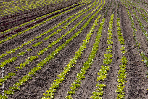 Rows of small salad on a field