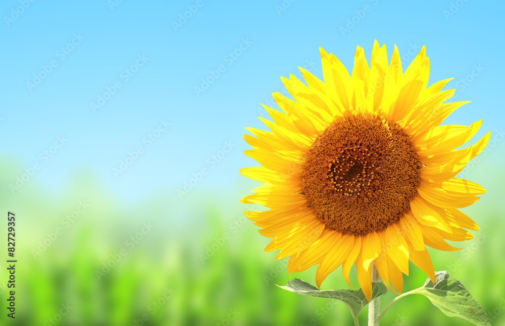 Fototapeta premium Yellow sunflower and green grass