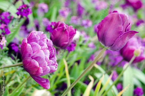 Fototapeta Naklejka Na Ścianę i Meble -  Nahaufnahme lila Blumenbeet im Frühling :)