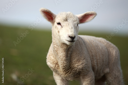 Portrait eines Lamms