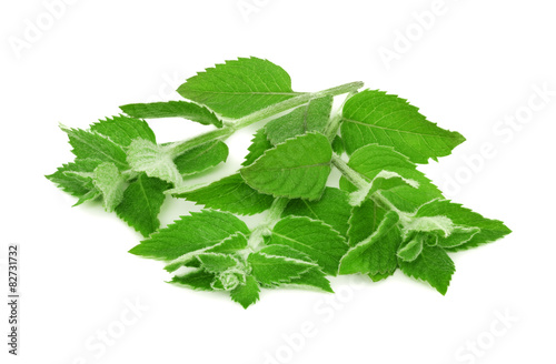 Ripe green mint (isolated)